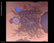 bacterial growth